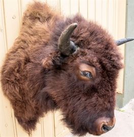 Lot 1 - Taxidermy Buffalo / Bison Bust Mount Trophy