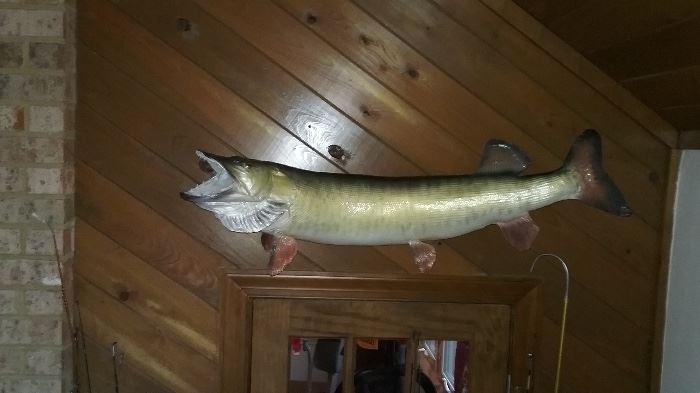 Taxidermy Muskeelunge 28 lbs 8 ozs Fish