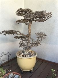 Large Dried Decorative Bonsai