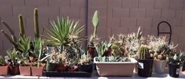 Xeriscape Plants