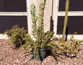 Xeriscape Plants