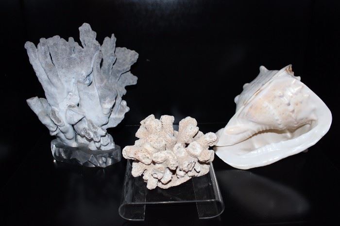 Large sea shells and coral.