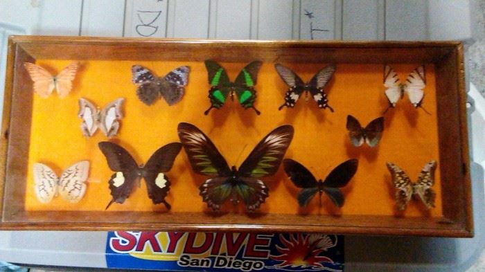 butterfly collection Mounted and framed 