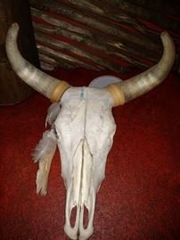 Buffalo skull