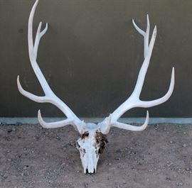 Awesome Elk Head & Antlers