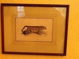 1823 print of "Clouded Tiger"