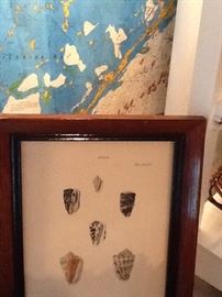 Antique Shell Print