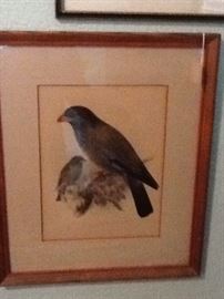 1880's Bird Print