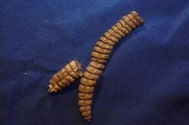 Rattle snake buttons