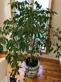 Large floor plant in ... 