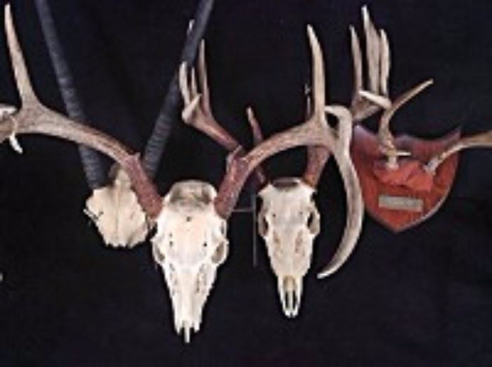  Deer Skulls Antlers And More 