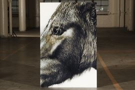 Large-Scale Contemporary Color Photograph Mounted On Plexiglass- Horse Head