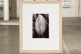 Monica Englund- Modern Black And Whte Photograph- "Tulip"