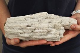 Coral Display Specimen