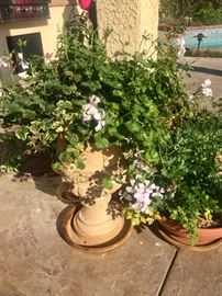 Many nice potted plants 