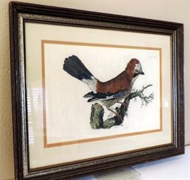 Signed Print of Jay Bird