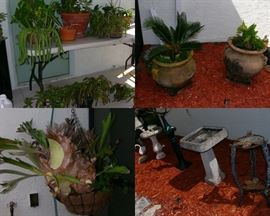 Asst. Plants & Yard items