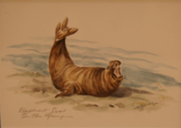 Elephant Seal, South Georgia Island by Molly Ann Sheridan, Watercolor 6x4
