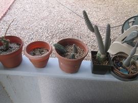 Pots and plants GALORE!  The homeowners were avid Sun City West Gardening Club participants and it's evident when you see the backyard!