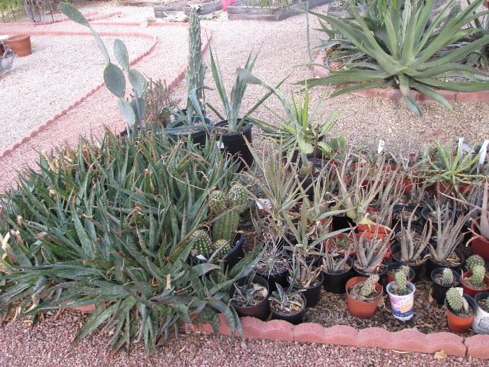 Visit our "Succulent Stand" to buy pots and plants.  Bring small shovels from home and get down in the dirt!