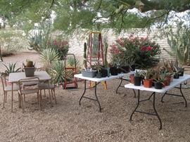 Bridge Table/4 Chairs, Ladder and Dolly PLUS PLANTS GALORE!