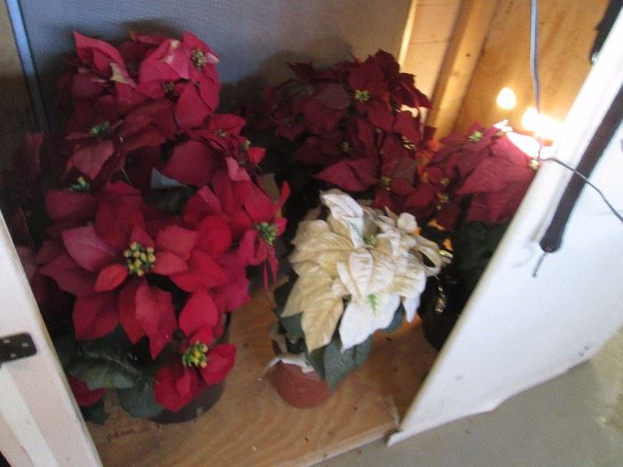 Potted poinsettias 