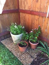 Plants for sale