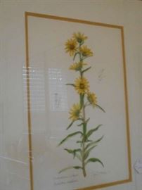 watercolor botanical, Jan Molpus