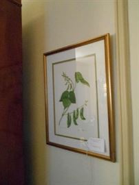 watercolor botanical, Jan Molpus