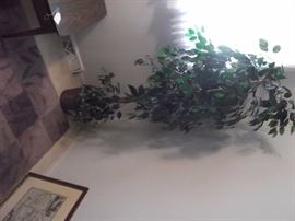 Silk ficus tree.