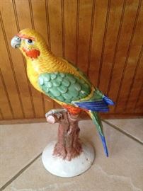Colorful parrot