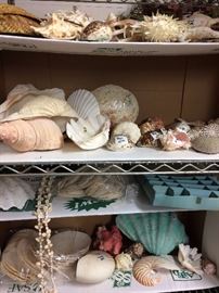 Variety of great shells
