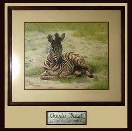 Charles Fracé Signed Baby Zebra Print  