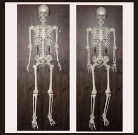Pair of Very Cool Tall Skeletons, all the Bones are Adjustable (Approx. 5 Ft.)  Just in Time for Halloween! 
