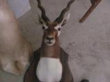 Black Buck Antelope