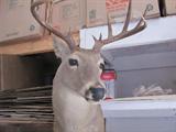 11 Point Deer Mount