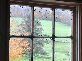 Creepy Attic Window Flies -- it's almost Halloween, you know!! 