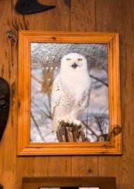 Framed Owl Photograph