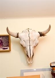 Buffalo / Bison Skull Taxidermy