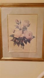 Rose Botanical Framed Print