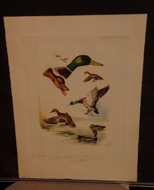 BORIS RIAB ORIGINAL SIGNED ENGRAVING 1957 ~ PAGE STUDY OF MALLARD DUCKS