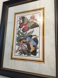 Hand colored butterfly artwork