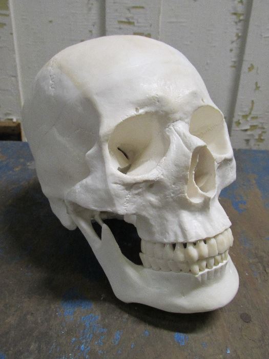 Vintage Medical Human Skull Life Size Replicas