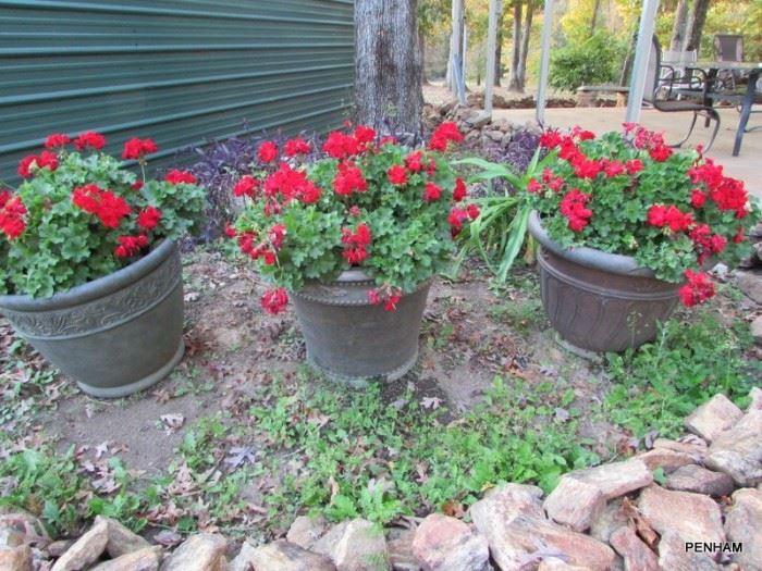 Large Potted Plants available, well established and ready for your home. These will bloom indoors throughout the winter season.