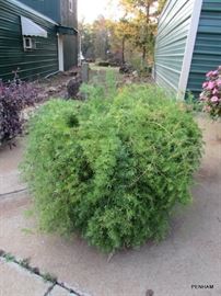 Asparagus Ferns...super large, excellent condition!