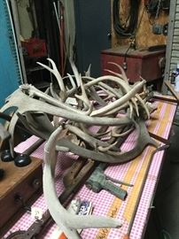 Shedded horns 