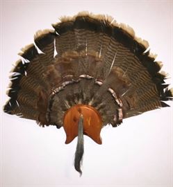 Turkey Tail Mounts