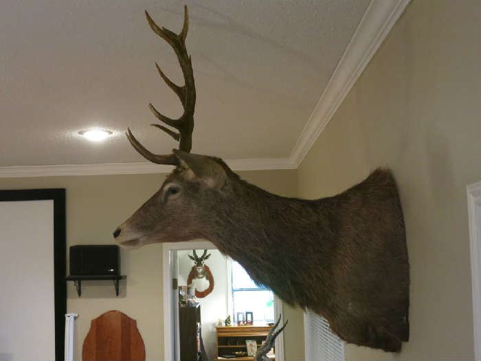 This is a large Red Stag in great condition!