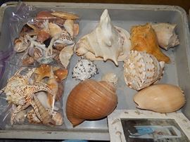 large shell collection