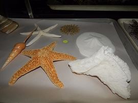 more from the shell collection